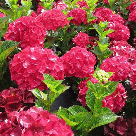 How to enjoy the blooms of magifal ruby red hyddrangea all year round